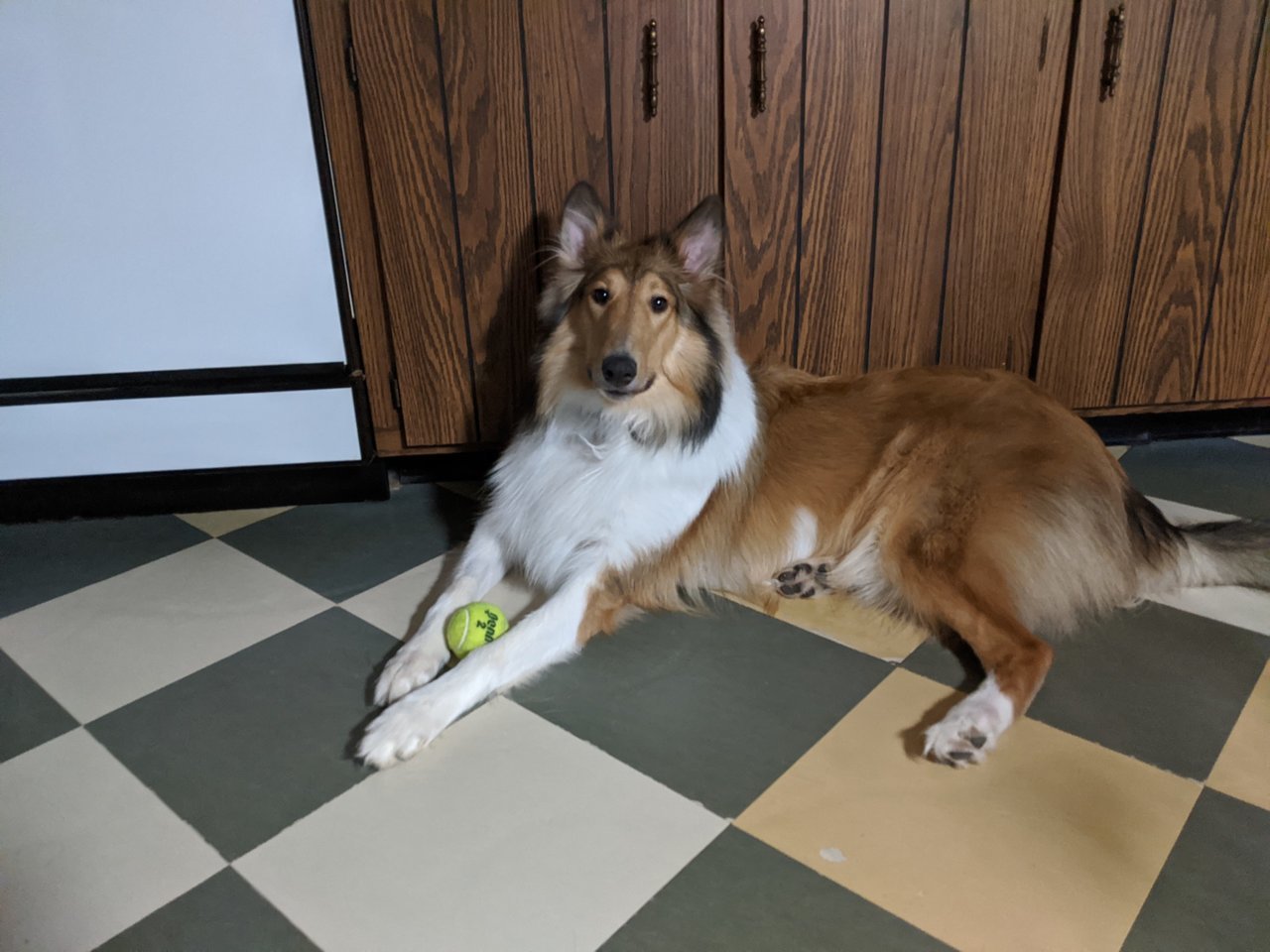 Tennis Ball.jpg