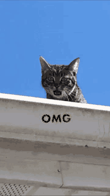 tenor-1.gif