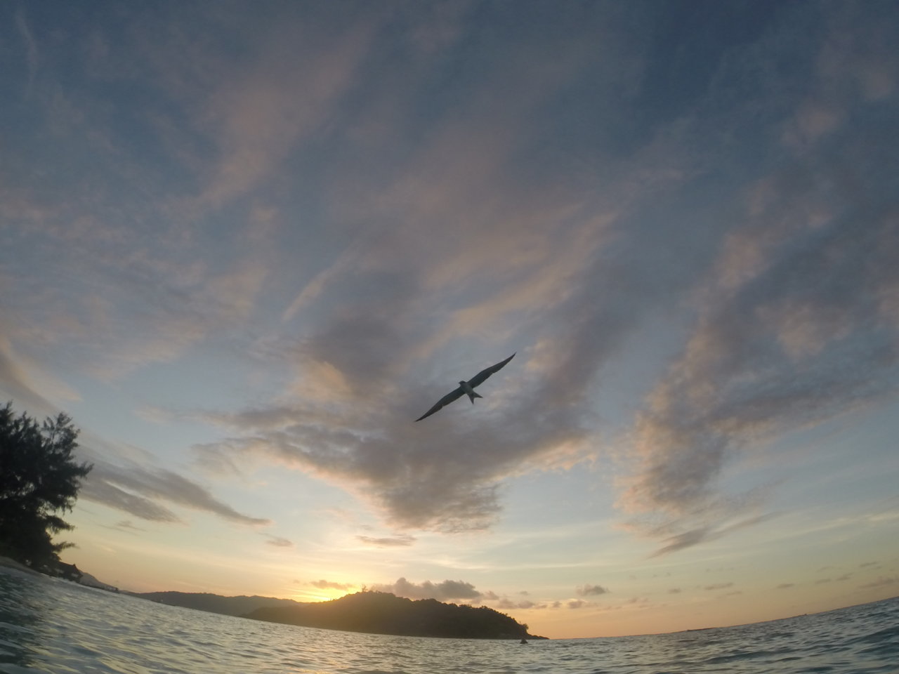 tern sunrise.jpg