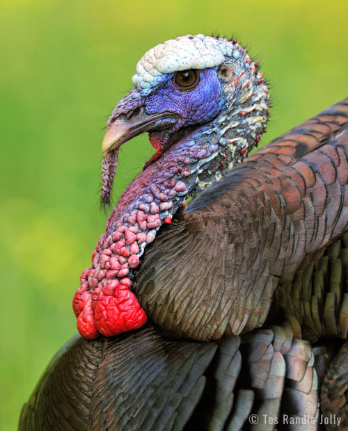 Tes-wild-turkey-E-web.jpg