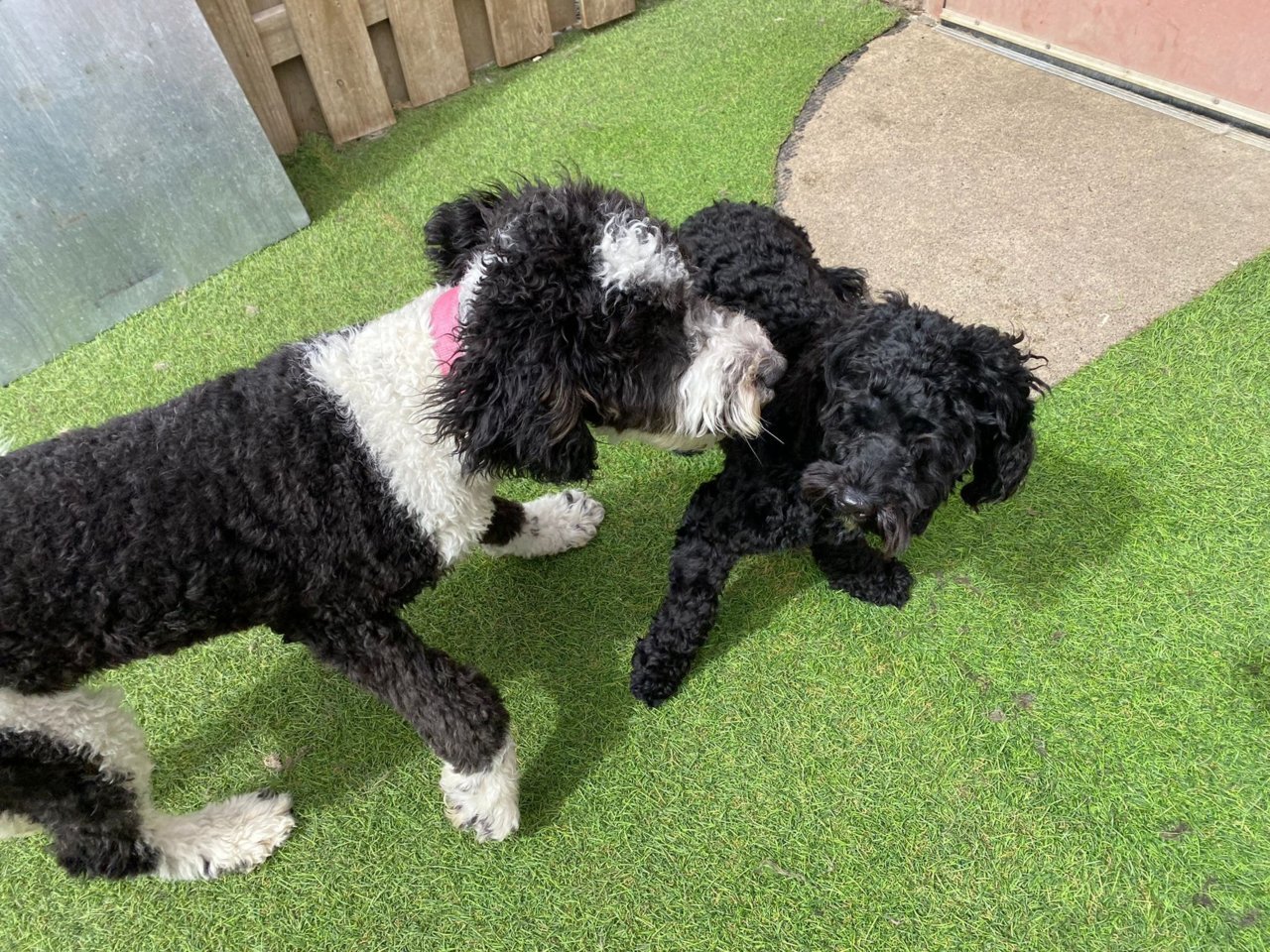Tess and Theo at day care.jpg