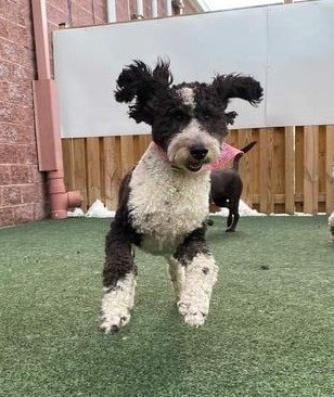 Tessa flying nun.jpg