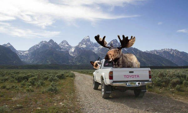 tetonstoy-cat moosepicsay.jpg