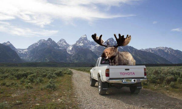 tetonstoy-moosepicsay.jpg