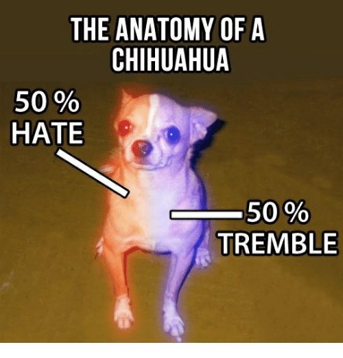 the-anatomy-of-a-chihuahua-50-hate-50-tremble-19311854.jpg