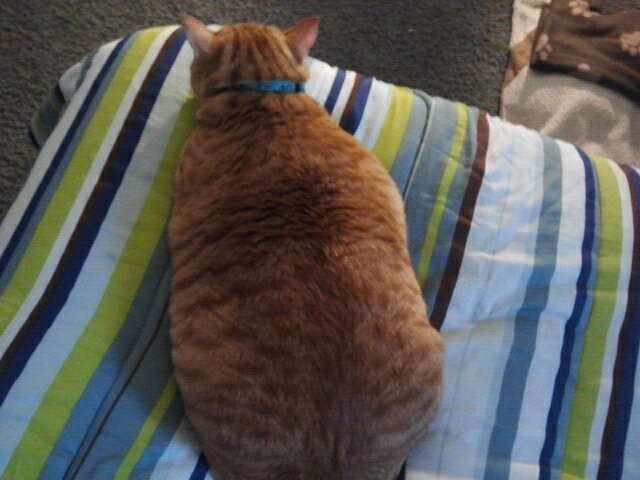 The Blob.jpg