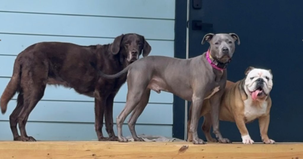 The Gang.png