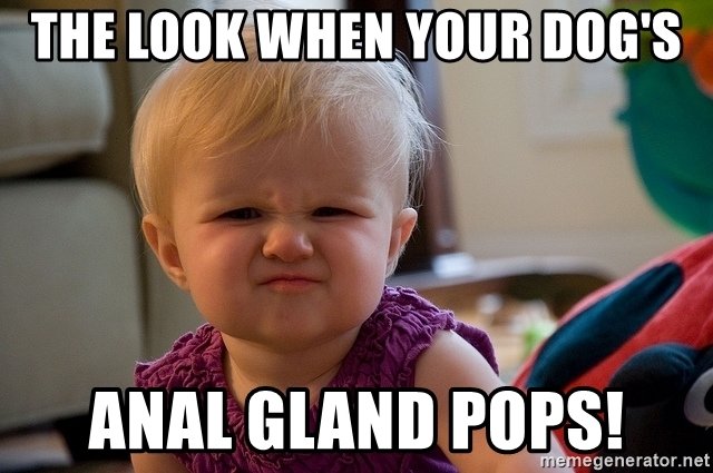 the-look-when-your-dogs-anal-gland-pops.jpg