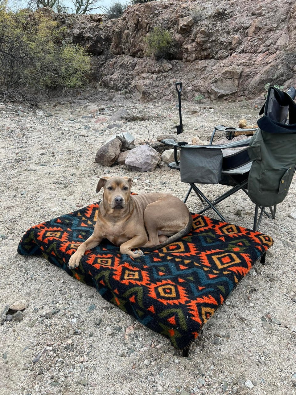 The Mutt.jpg