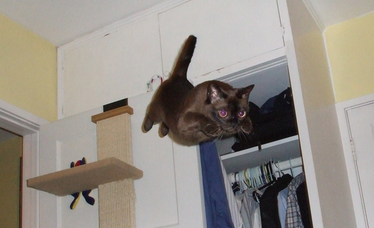 the_female_cat.jpg