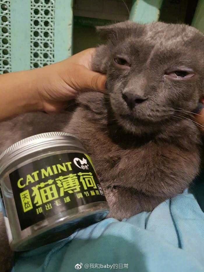TheChive327645126319.jpg
