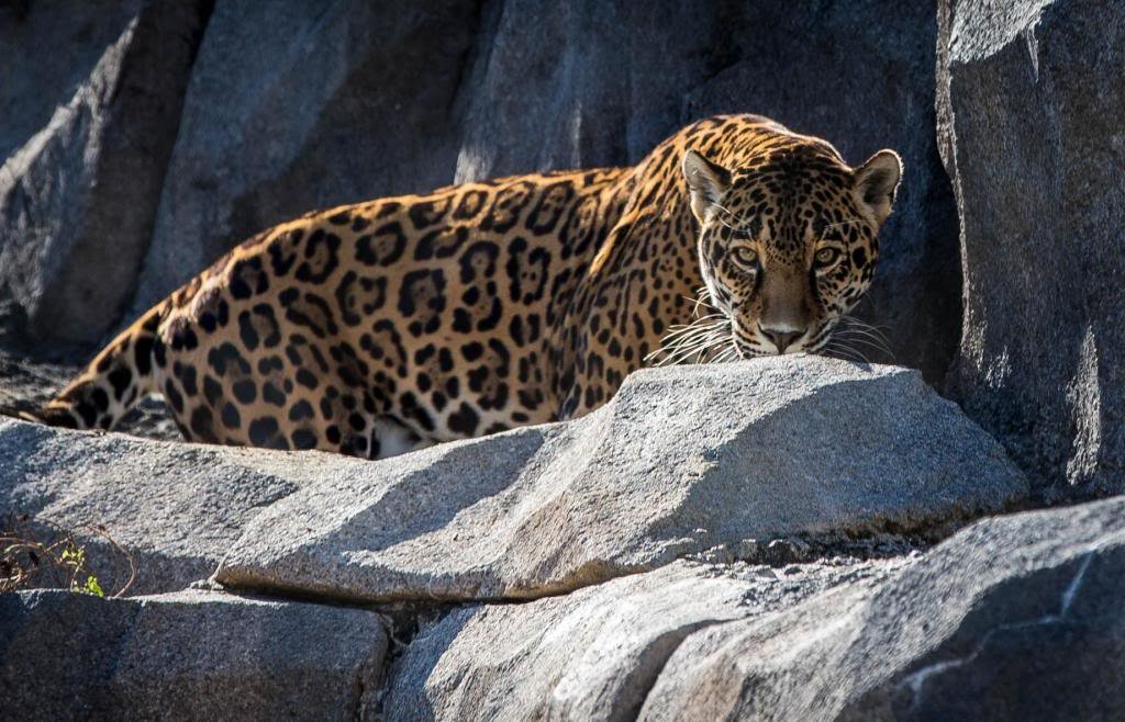 Thezoo-27_zps453f4111_c9d5aa6b1d465c4dec2f9b204b974883010db9d1.jpg