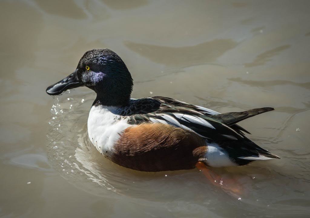 Thezoo-47_zps3448aa37_3bb911f5614c90ca244840015a54d4ae0ab9ca20.jpg