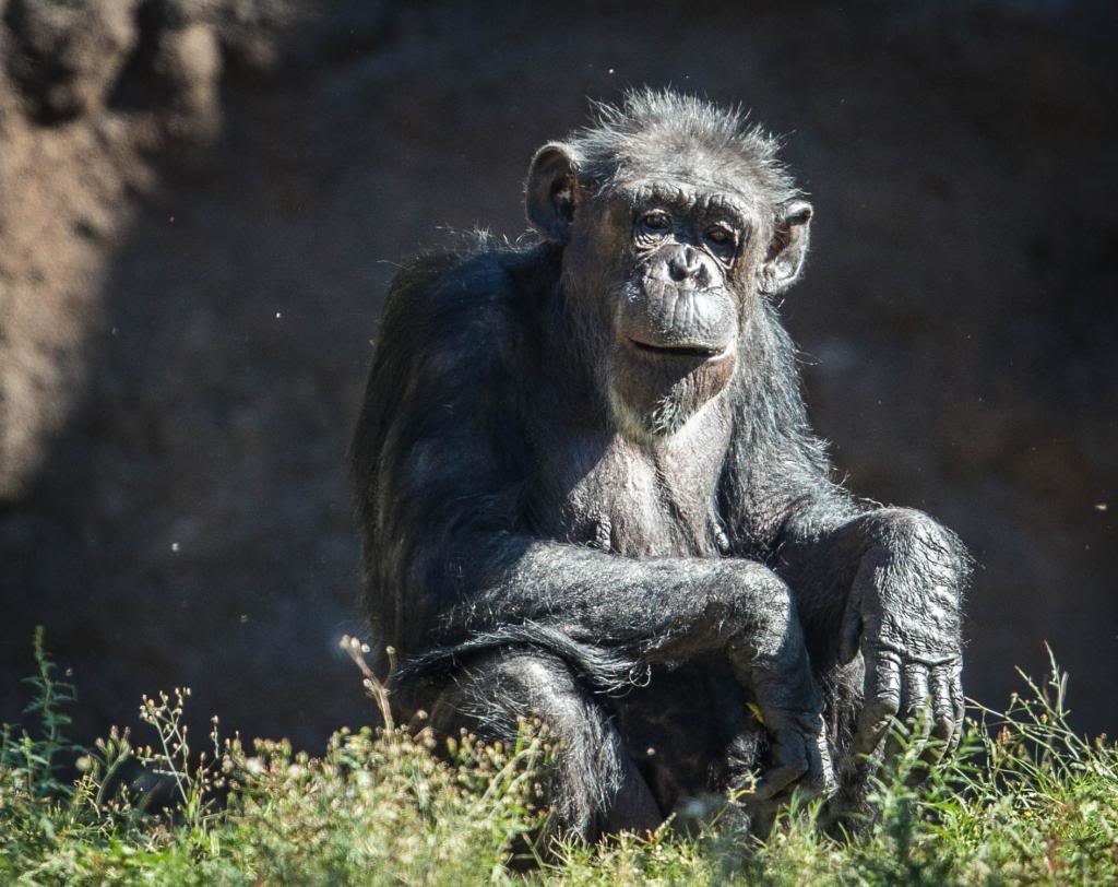 Thezoo-58_zps1c6a8596_1cdb51a9011e4e1fa63ed1a57946020e39e55795.jpg