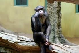 thinking%2Bmonkey_11e8e764fcd3c7cc796f7f10d88708fe7845c0a8.jpg