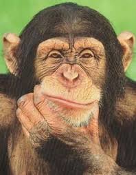 thinking-monkey1_a234a26f4628997890dc8952bcbd5fc92e2ca4b5.jpg