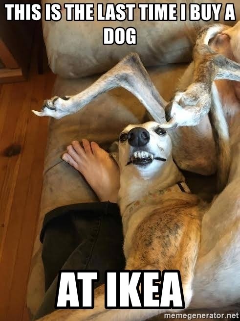 this-is-the-last-time-i-buy-a-dog-at-ikea.jpg