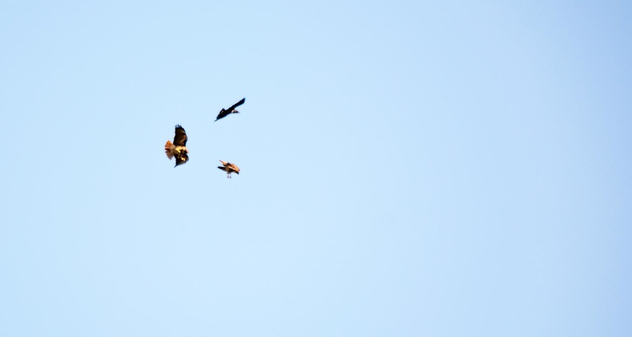 three birds (1 of 1).jpg