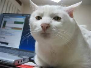 thRMYIVNDC.jpg