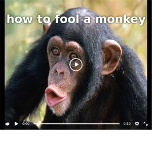 thumb_how-to-fool-a-monkey-68876190.jpg