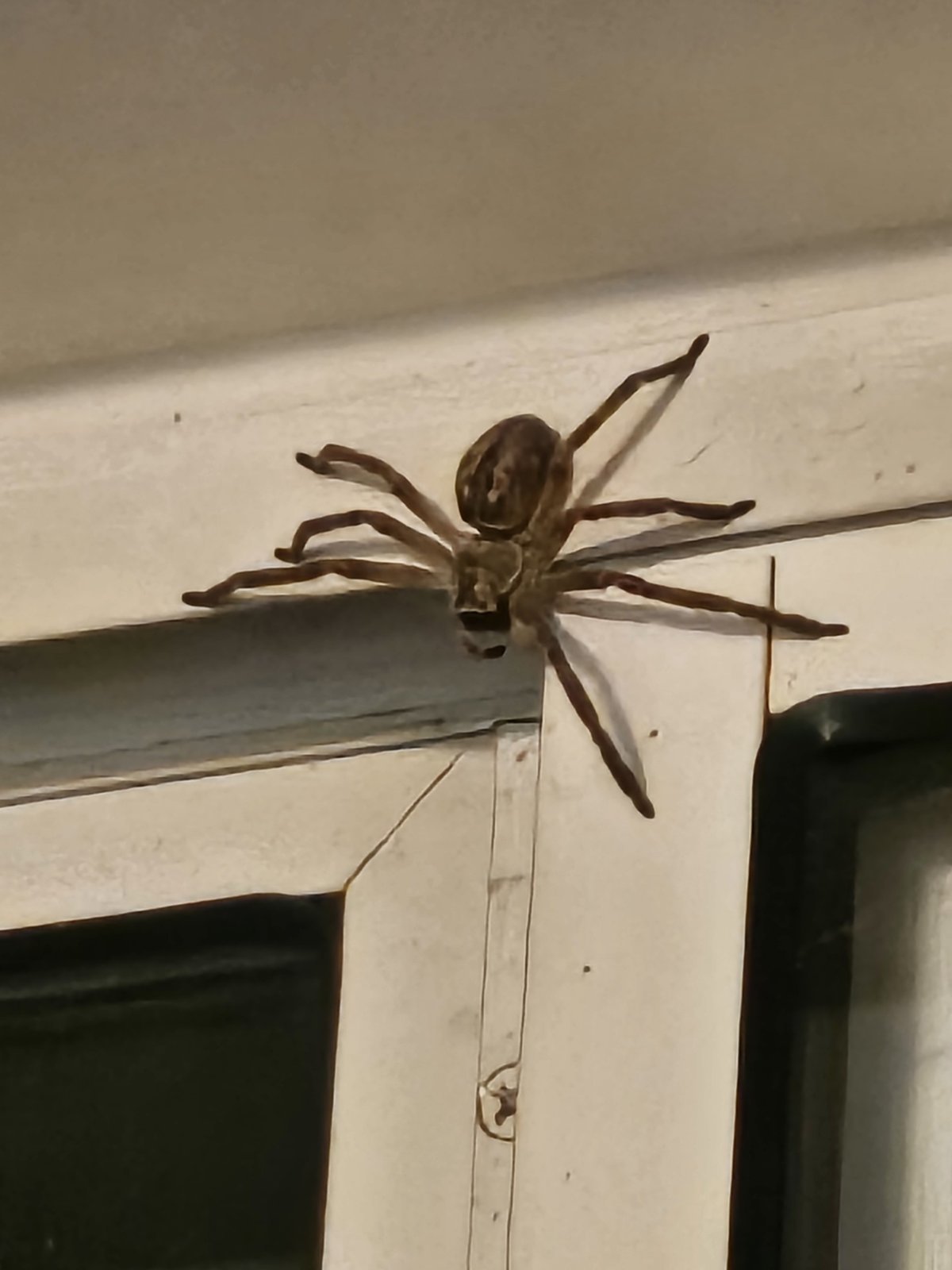 thumbnail_20240804_011015.jpg