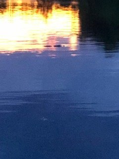 thumbnail_IMG_4323 Gator.jpg