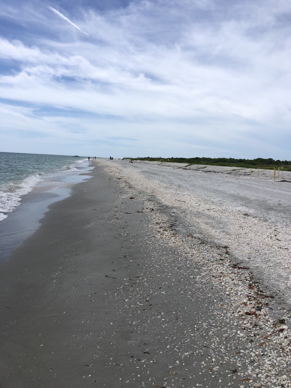 thumbnail_IMG_4338 sanibel shells.jpg