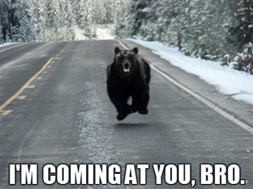 thumbs_bear_im_coming_at_you_bro_0305e288c317060f82752ce7ec629a8c27a23970.jpg
