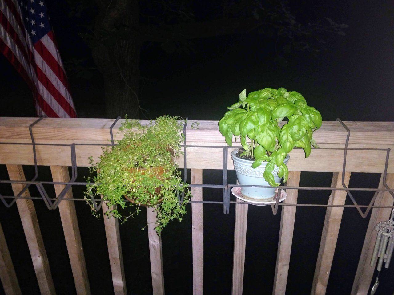 thyme and basil.jpg