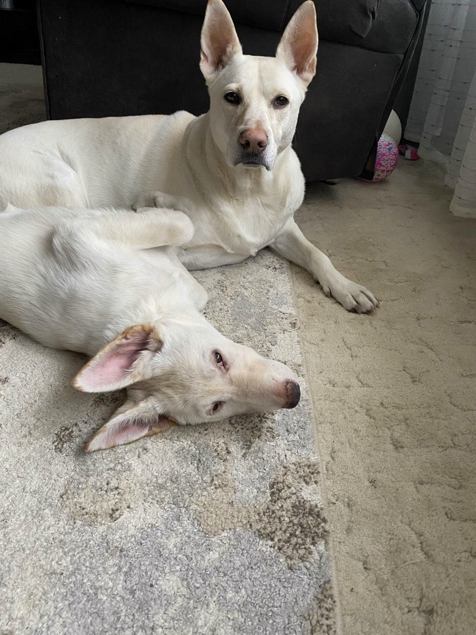 Ti and shasta.HEIC.jpg