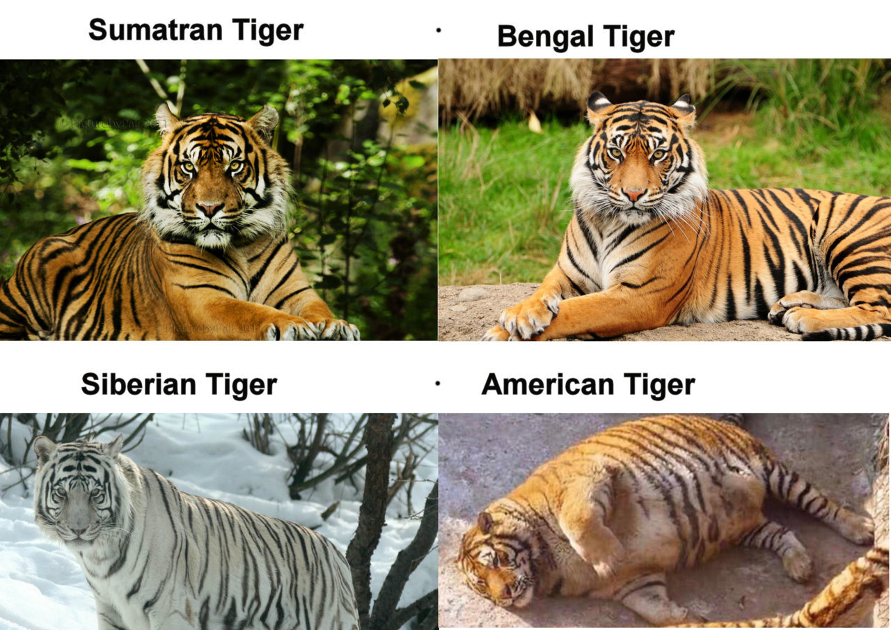 tiger.jpg