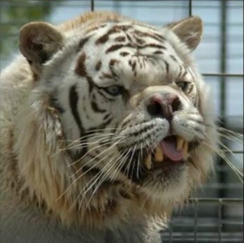 tigerrretsarded_c07143d03511557e55bbad29e54935e4694ada07.jpg