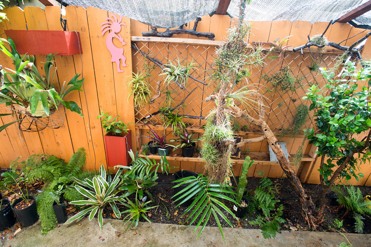 tillandsia-garden-DSC_4511.jpg