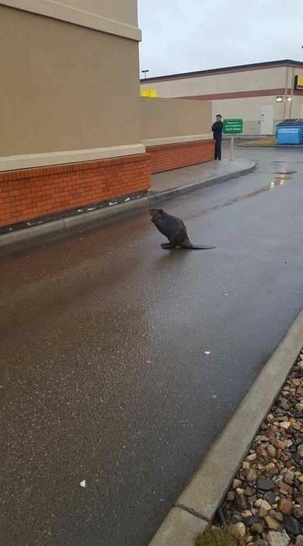 Tim Hortons Beaver.jpg
