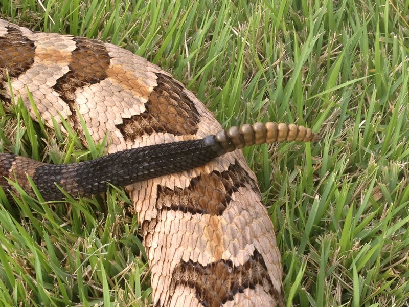 Timber Rattler 2.jpg