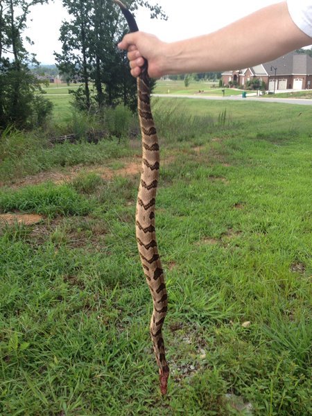 Timber Rattler.jpg
