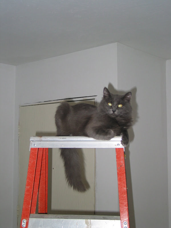 timber2_bd736f57a465fc3ae797d05d81fd21ac98ade16c.jpg