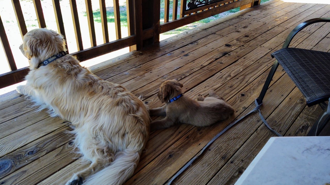 Time-Out on the deck.jpg