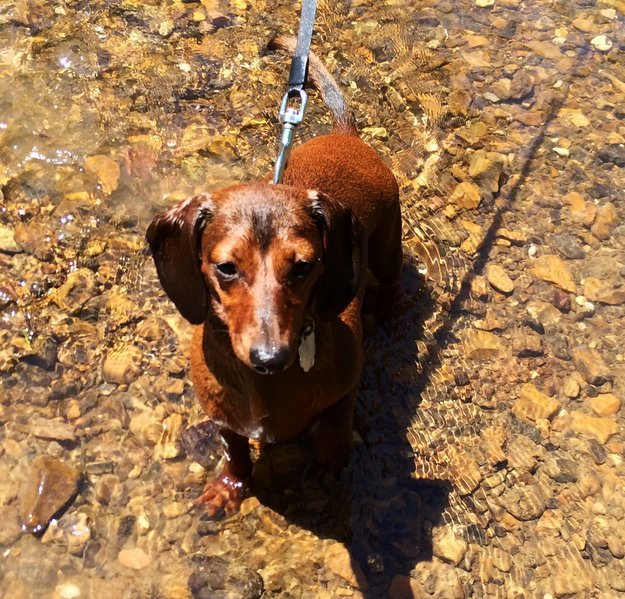 Tinker at the Elk.jpg