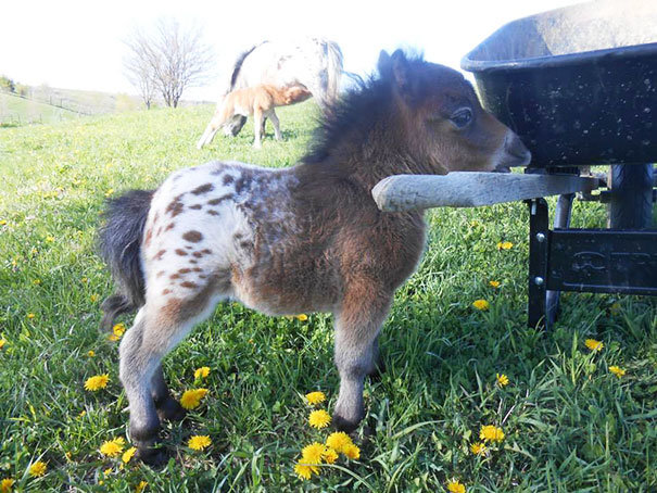 tiny-horses-1__605.jpg