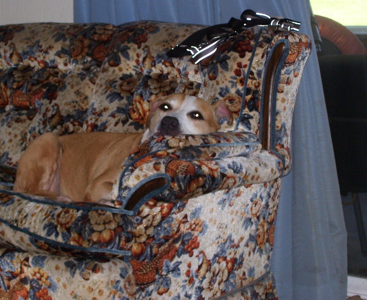 tired_layla6.jpg