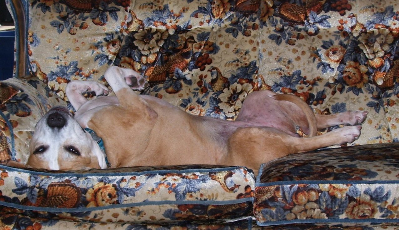 tired_layla7.jpg