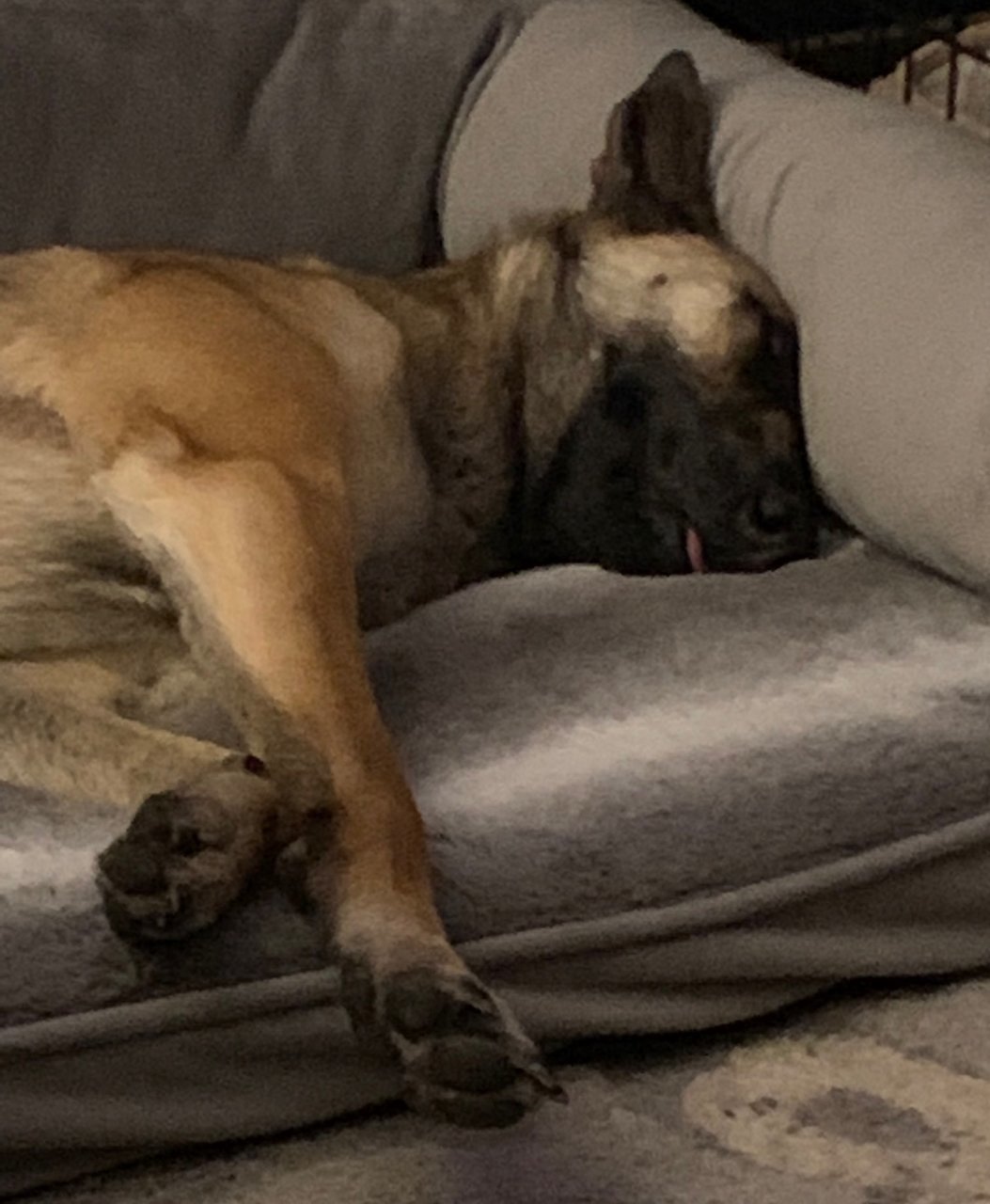 tired_Mishka.jpg