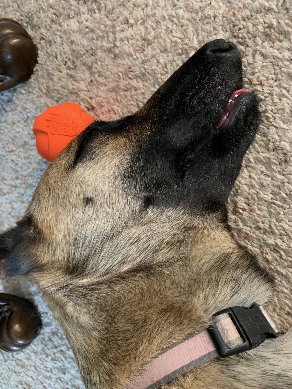 tired_pup.jpg