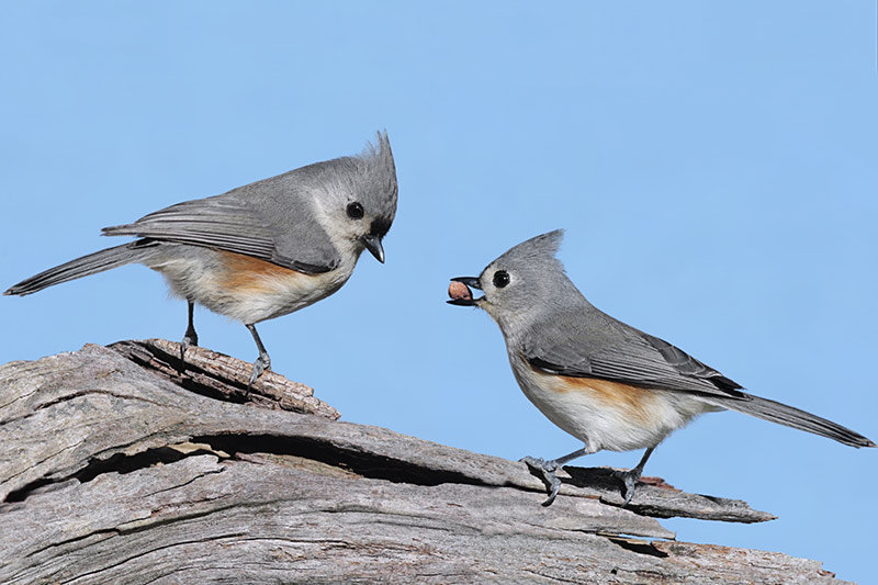 tits1.jpg