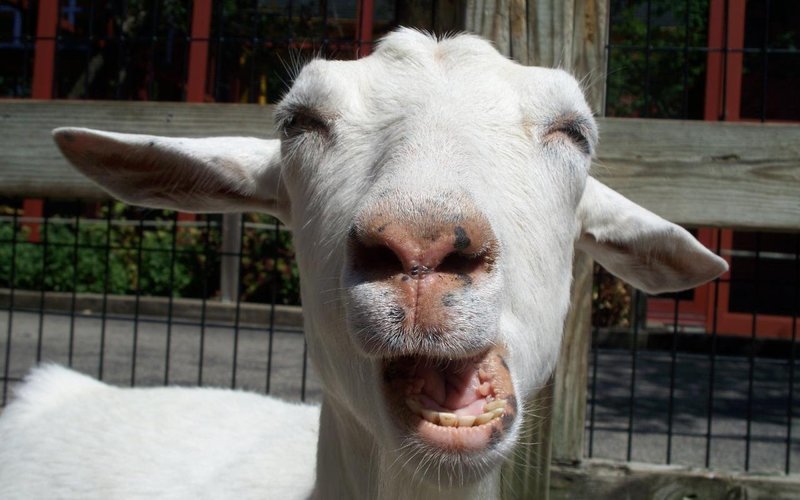 tmp_17273-Funny-Goat-20952569520.jpg
