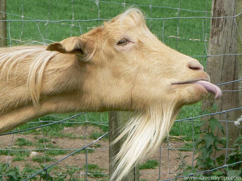 tmp_1886-Funny Goat Photos-21334408178.jpg