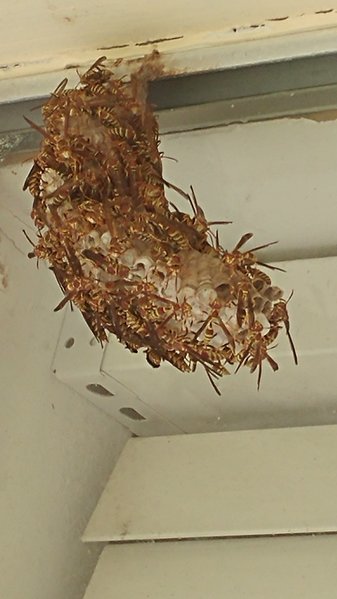 tmp_7839-20161113_1141481259523460.jpg