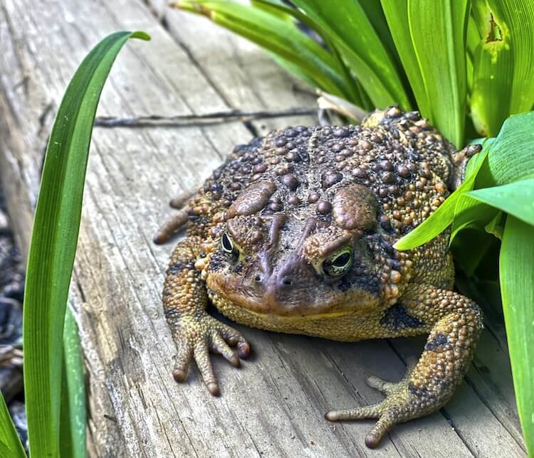 Toad-In-The-Garden.jpg