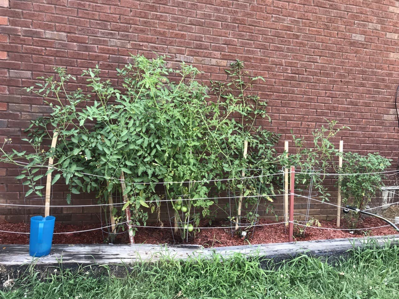 Tomatoes.jpg